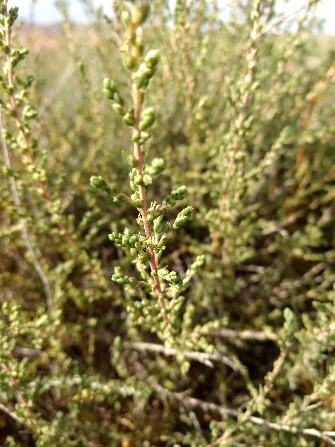 Sisallo (Salsola vermiculata)