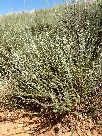 Ontina (Artemisa herba-alba)