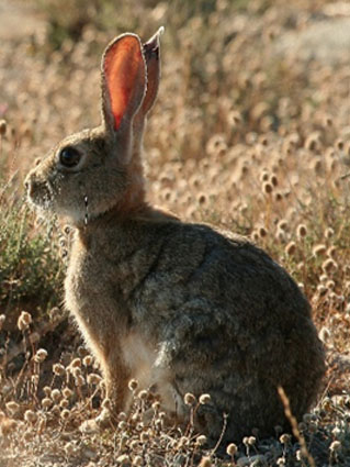 Conejo (Oryctolagus cuniculus)